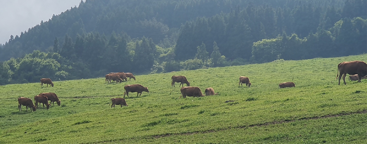 물영아리 주변의 목장